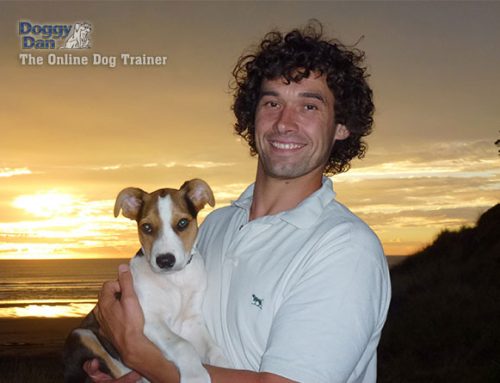 Dog Training Tips