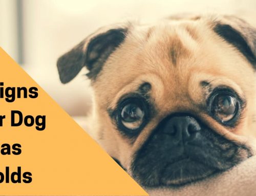 8 Signs Your Dog Has Colds