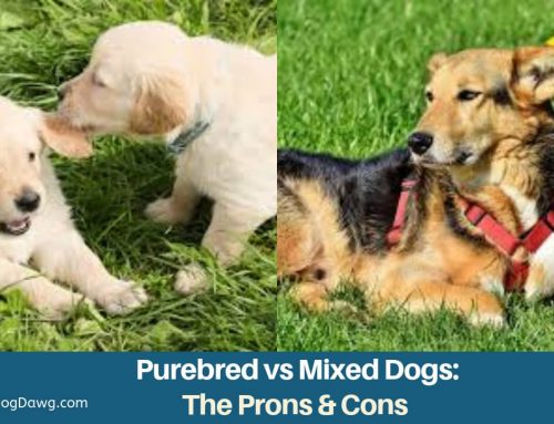 The Pros and Cons of Mixed Dog Breeds