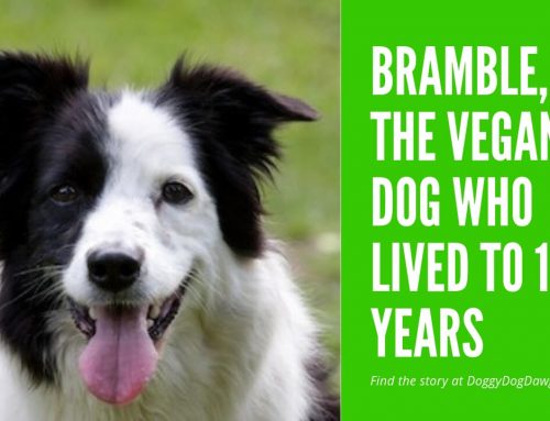 Interview With Bramble’s Mom, a Dog Who Lived Over 25 Years!