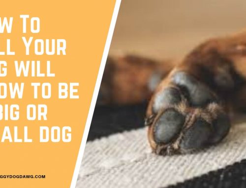 How To Tell Your Dog Will Grow To Be a Small or Big Dog