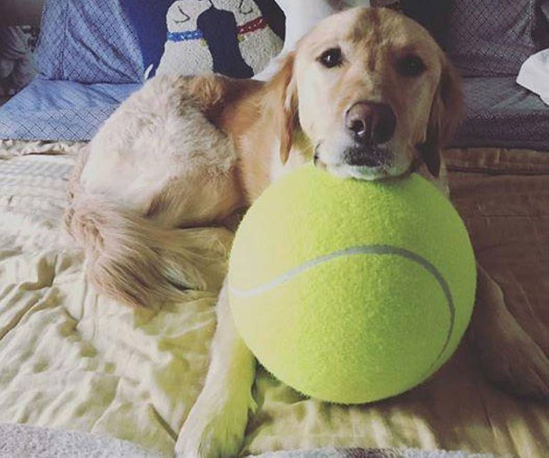 giant tennis ball - doggy dog dawg