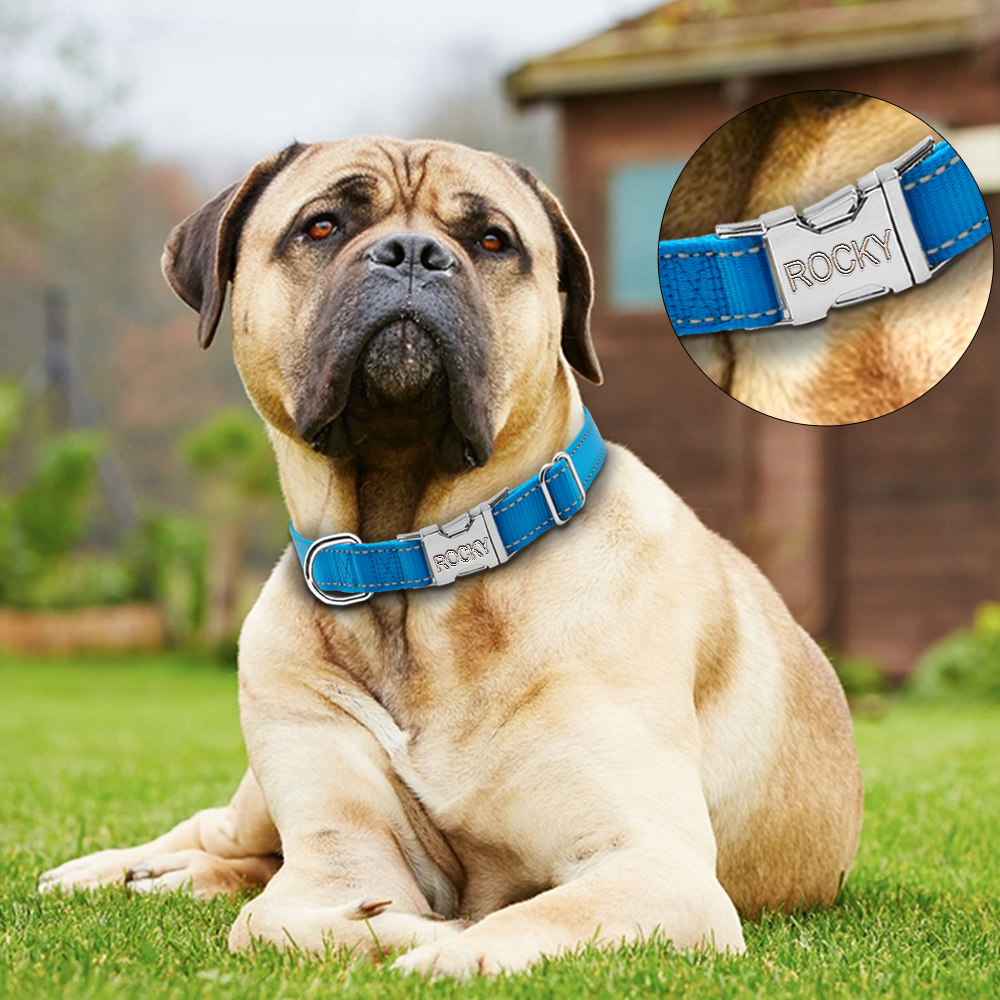 Engraved Nylon Dog Collar2