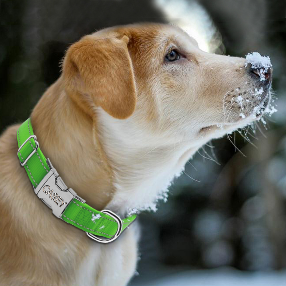 Engraved Nylon Dog Collar7