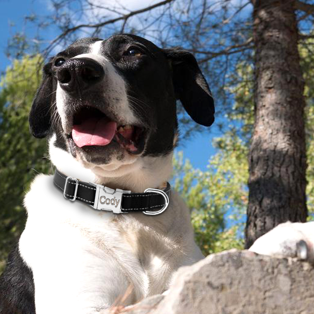 Engraved Nylon Dog Collar9