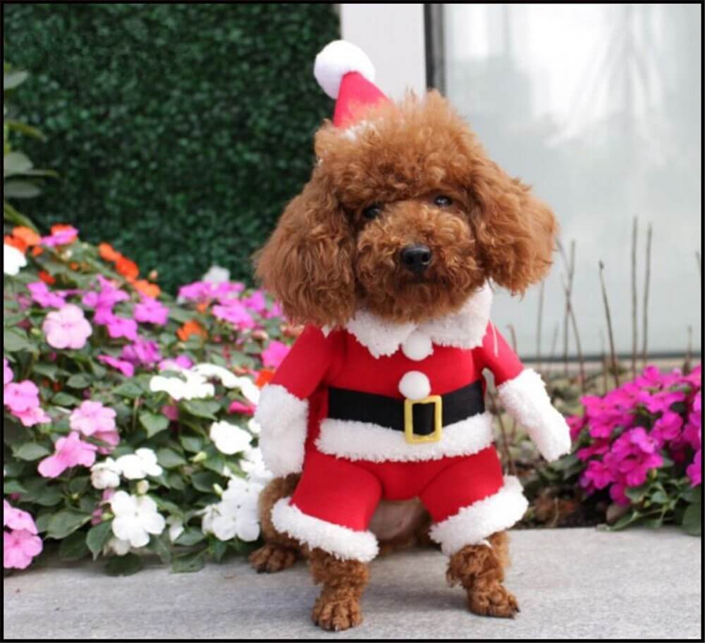 santa suit dog
