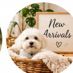 New Arrivals