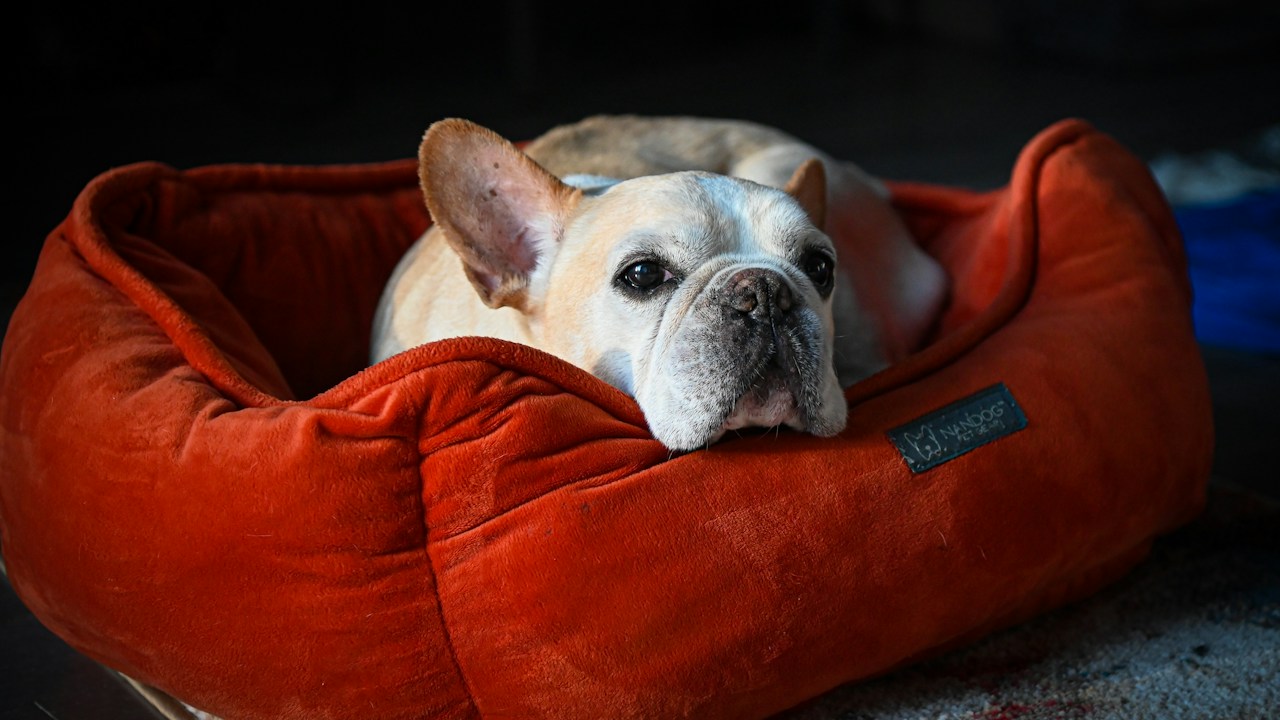 Everyday dog essentials for grooming, comfort and home care