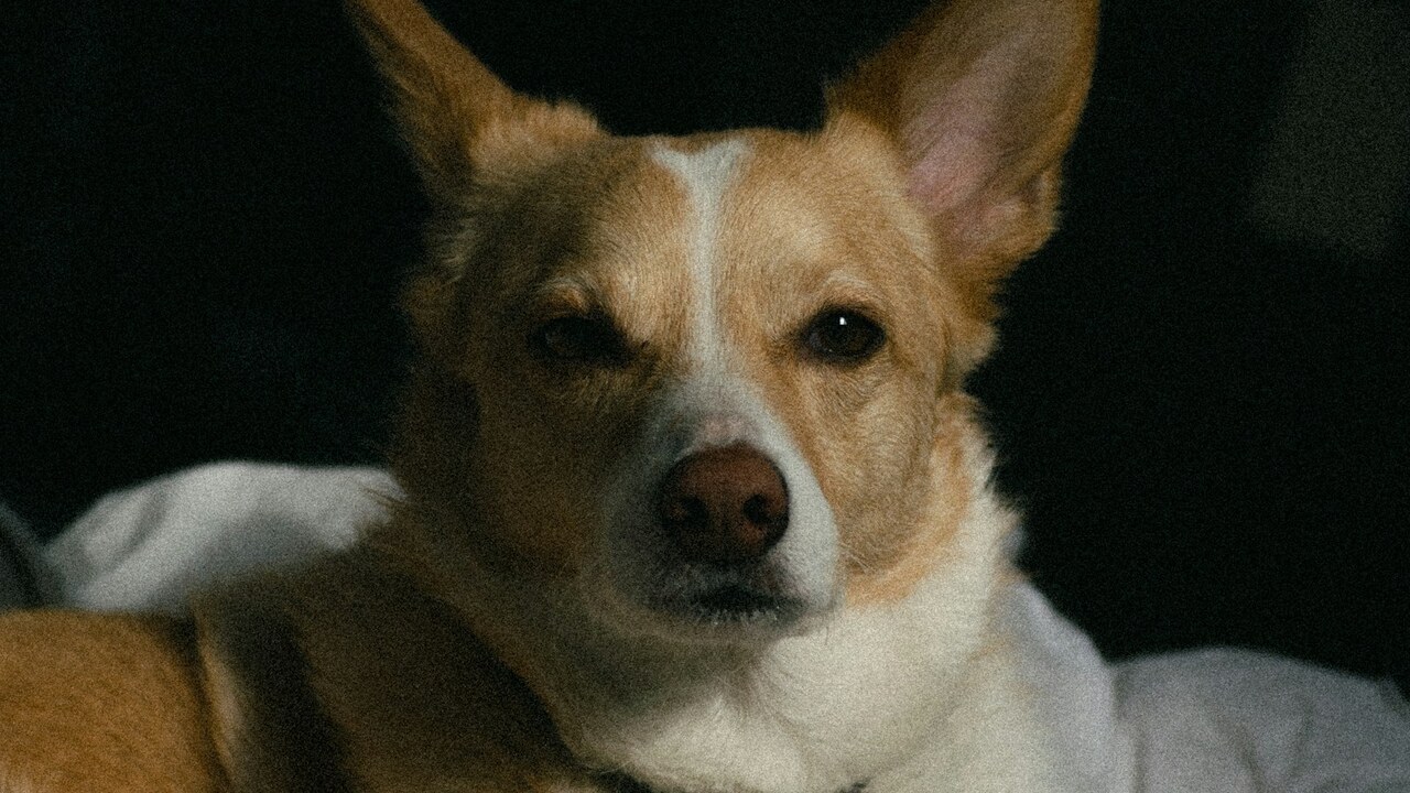 How to Create a Cozy, Dog-Friendly Home Your Pup Will Love