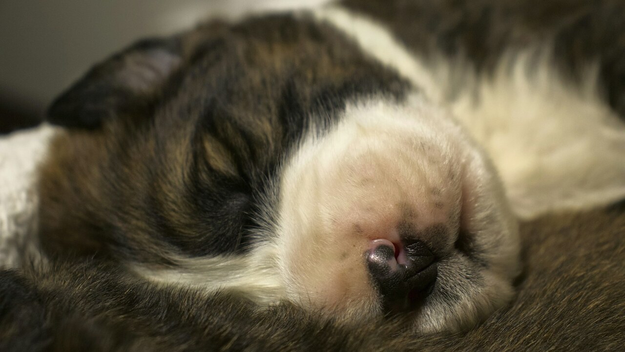 7 Rainy-Day Activities to Keep Your Dog Entertained Indoors
