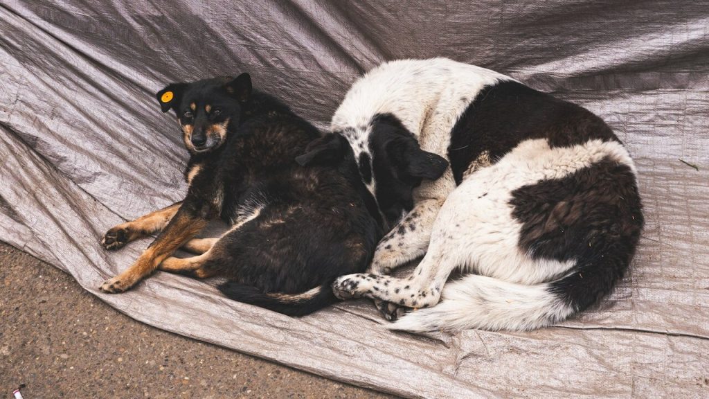 Dog Road Trip Checklist: What to Pack for a Safe, Happy Weekend Away