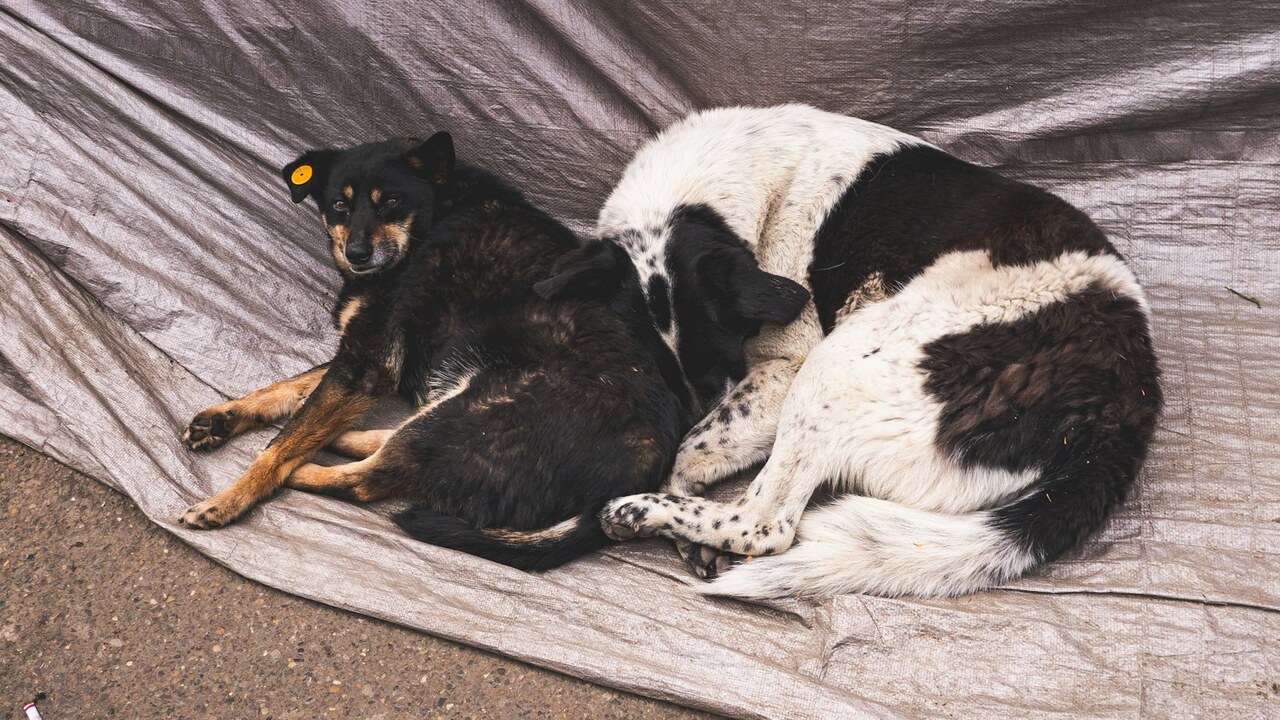 Dog Road Trip Checklist: What to Pack for a Safe, Happy Weekend Away