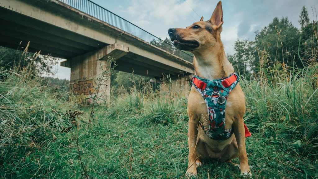 Dog walking outdoors with leash and walking essentials